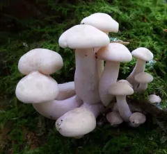 beech leech thumbnail 3