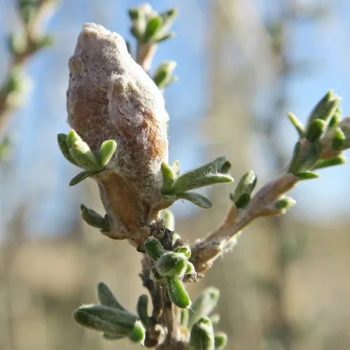 Scrobipalpopsis tetradymiella