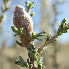 Scrobipalpopsis tetradymiella thumbnail 1