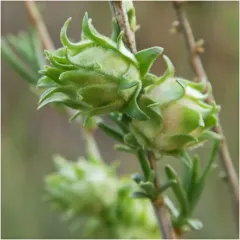 Aciurina idahoensis thumbnail 2