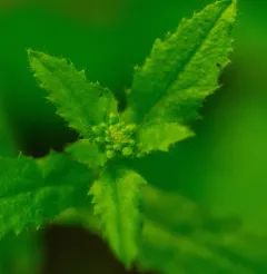 Short's Rockcress thumbnail 1