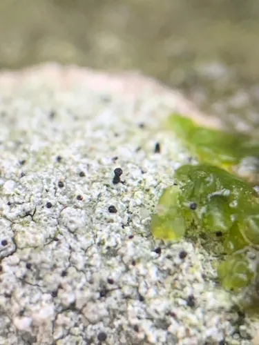 Sphinctrina tubaeformis