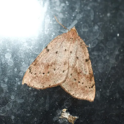 Northern Thallophaga