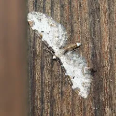 Tawny Eupithecia Moth thumbnail 2