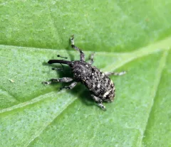 Balsam Bark Weevil thumbnail 2