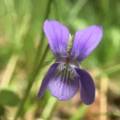 hookedspur violet thumbnail 2