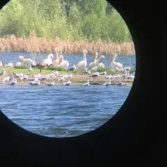 American White Pelican thumbnail 2