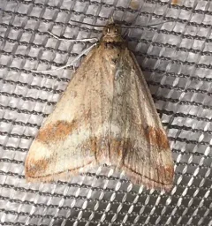 Pyrausta semirubralis thumbnail 2