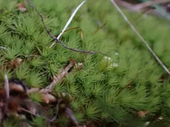 Bartramia aprica thumbnail 3