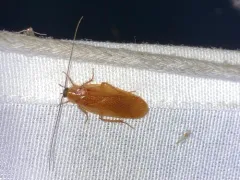 Virginia Wood Cockroach thumbnail 3