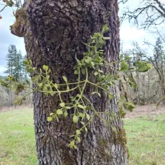 oak mistletoe thumbnail 1