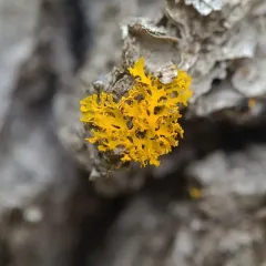 Oregon Sunburst Lichen thumbnail 2