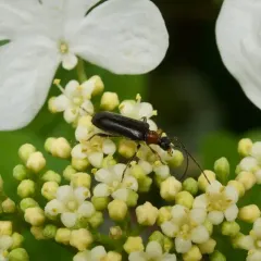 Stripe-legged Long-horned Beetle thumbnail 2