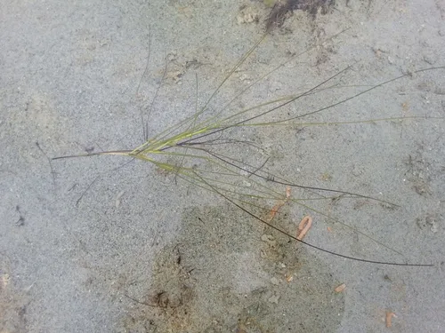 Spiral Tasselweed