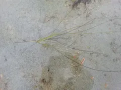 Spiral Tasselweed thumbnail 1