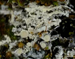 Tundra Saucer Lichen thumbnail 3