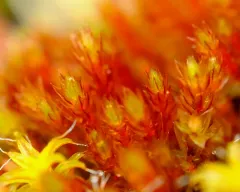 Imbribryum torenii thumbnail 4