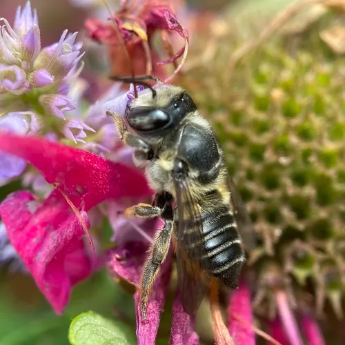 Flat-tailed Leafcutter Bee