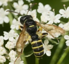 Cerceris arelate thumbnail 3