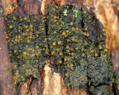 Pink-eyed Shingle Lichen thumbnail 4