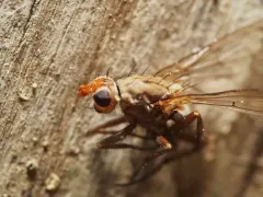 Scoliocentra tincta thumbnail 3