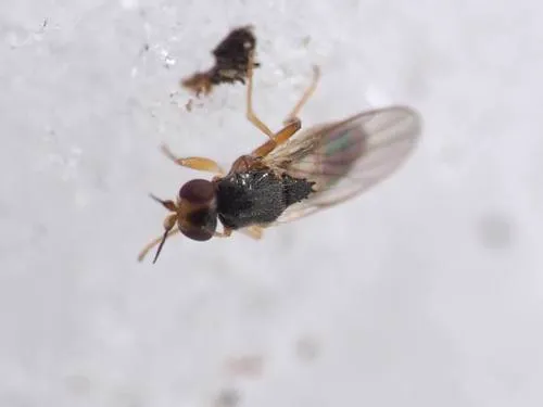 Elachiptera costata