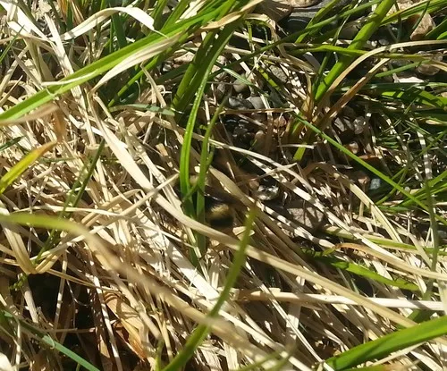 McKay's Western Bumble Bee