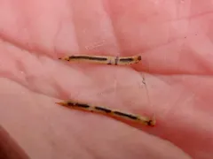Spruce Needle Cast thumbnail 1