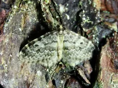 Malacodea pulchraria thumbnail 2