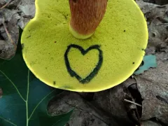 Boletus miniatopallescens thumbnail 3