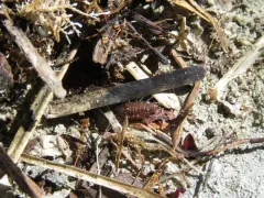 Western Saltmarsh Woodlouse thumbnail 3