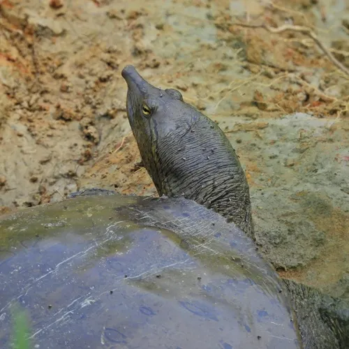 Spiny Softshell