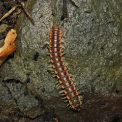 Log Lurker thumbnail 3