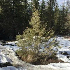 Rocky Mountain Juniper thumbnail 2
