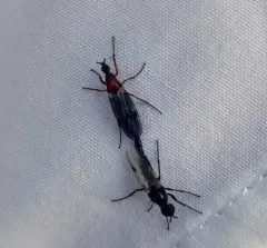 Dilophus tibialis thumbnail 2