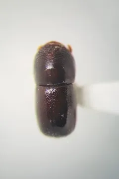 Pitted Ambrosia Beetle thumbnail 2