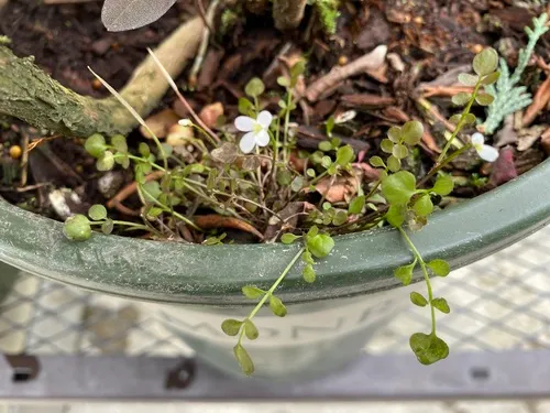 New Zealand bittercress