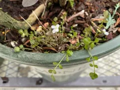 New Zealand bittercress thumbnail 1