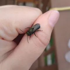Blue Orchard Bee thumbnail 3