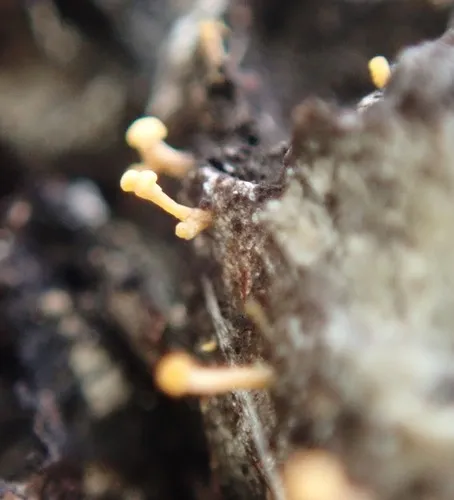 Eustilbum aureum