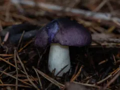 Russula zelleri thumbnail 2