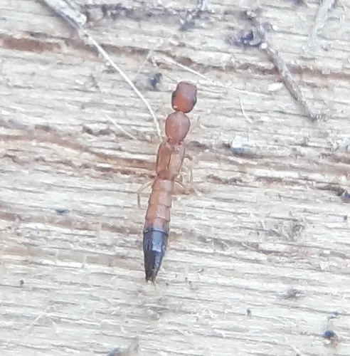 Black-tailed Tomcat Rove Beetle
