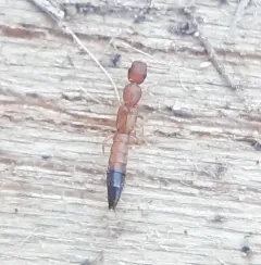 Black-tailed Tomcat Rove Beetle thumbnail 1