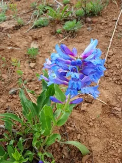 Blue Mountain Beardtongue thumbnail 2