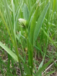 Douglas' Clover thumbnail 3