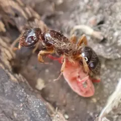 Common Citronella Ant thumbnail 3