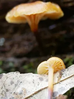 Xeromphalina enigmatica thumbnail 2