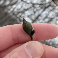 willow beaked-gall midge thumbnail 4