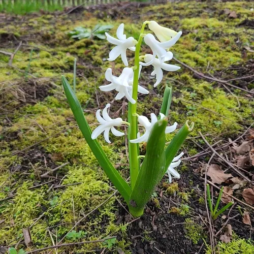 Hyacinth