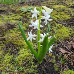 Hyacinth thumbnail 1
